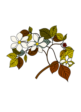 illustration flore 03